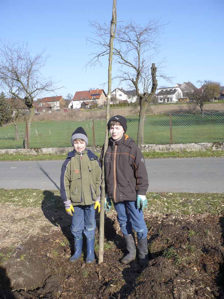 Baumpflanzung