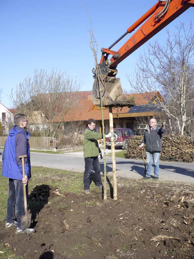 Baumpflanzung