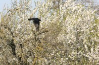 Ticker-2010- 04-18-004