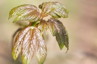 Ticker-2010- 04-18-007