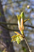 Ticker-2010- 04-18-009