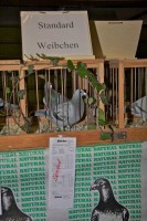 Taubenausstellung 2012 Taubenausstellung 2012